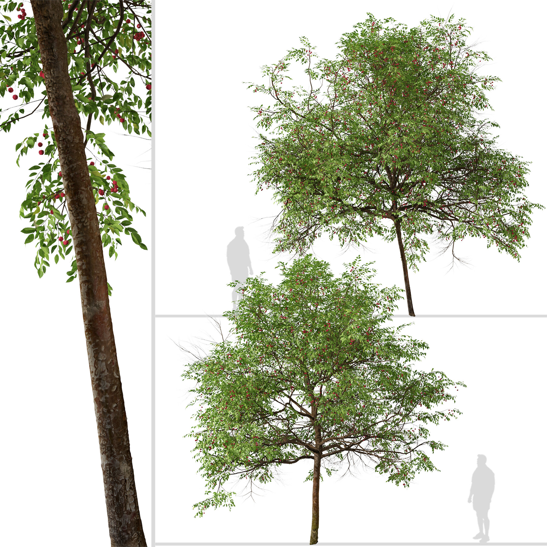 Artstation Set Of Catalina Cherry Tree Prunus Ilicifolia 2 Trees 3ds Max Blender Unreal Engine Cinema4d Fbx Obj Resources