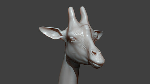 Giraffe Head Highpoly Sculpt