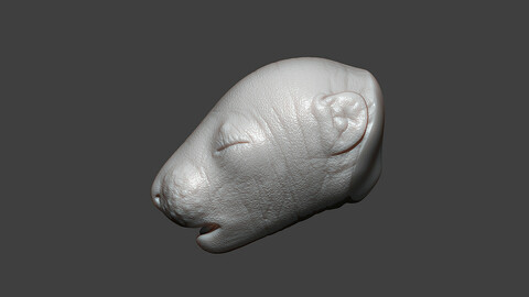 Rat Baby Newborn Head Highpoly Sculpt