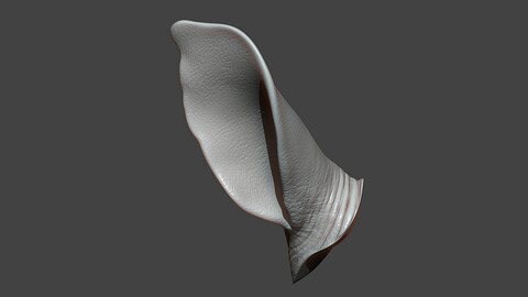 Rhino Baby Ear Highpoly Sculpt
