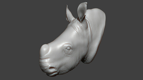 Rhino Baby Head Highpoly Sculpt