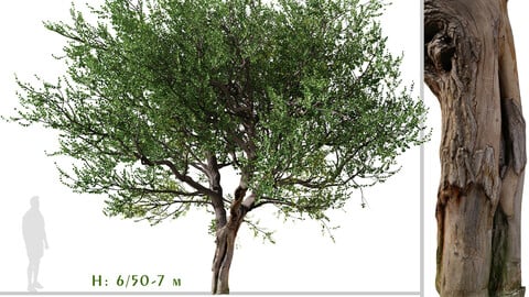 Set of Australian Tea Tree (Leptospermum laevigatum) (2 Trees) ( 3Ds MAX - Blender - Unreal Engine - Cinema4D - FBX - OBJ )