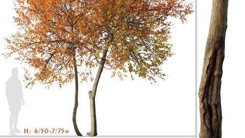 Set of Autumn Blaze Tree (Acer x freemanii) (2 Trees) ( 3Ds MAX - Blender - Unreal Engine - Cinema4D - FBX - OBJ )