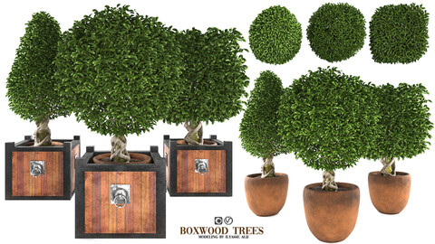 Boxwood trees