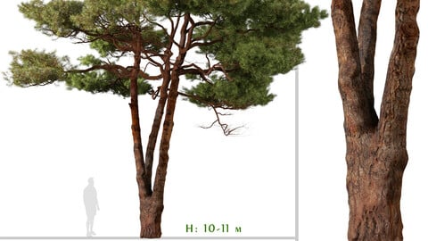 Set of Aleppo Pine Tree (Pinus halepensis) (2 Trees) ( 3Ds MAX - Blender - Unreal Engine - Cinema4D - FBX - OBJ )