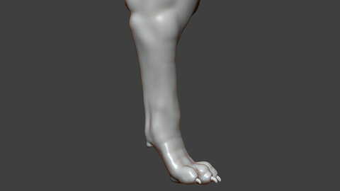 Dog Puppy Front Leg Highpoly Sculpt