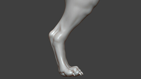 Dog Puppy Rear Leg Highpoly Sculpt