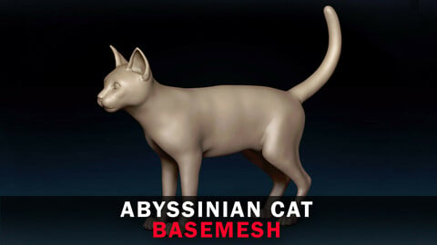 Abyssinian Cat Base Mesh 3D Model