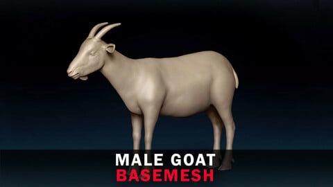 Male Goat Base Mesh 3D Model