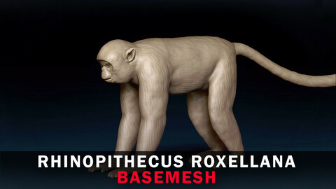 Rhinopithecus Roxellana Base Mesh 3D Model