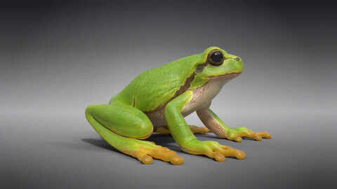 Tree Frog Animated | VFX Grace