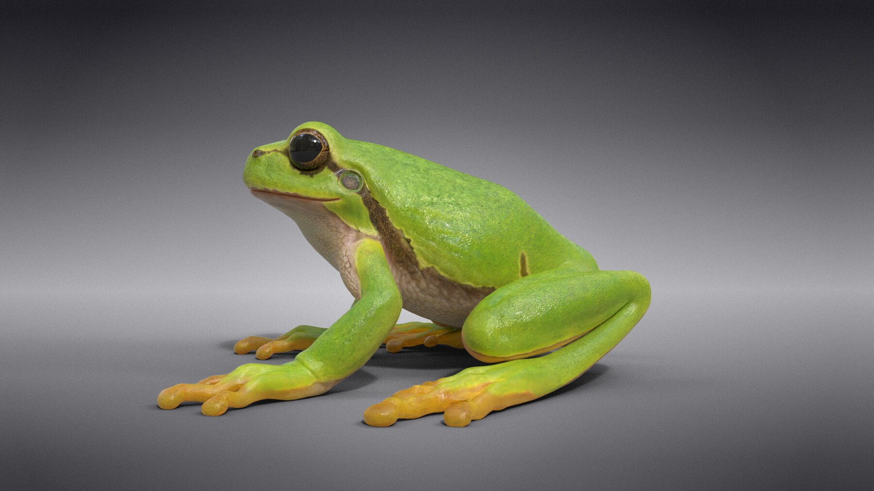 ArtStation - Tree Frog Animated | VFX Grace | Game Assets