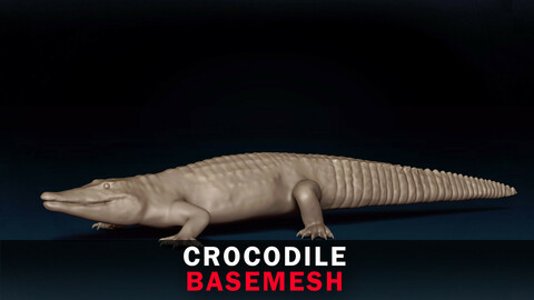 Crocodile Base Mesh 3D Model