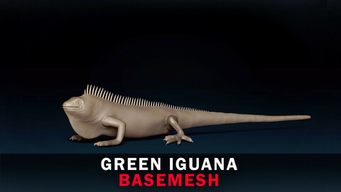 Green Iguana Base Mesh 3D Model