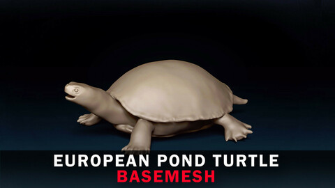European Pond Turtle Base Mesh 3D Model