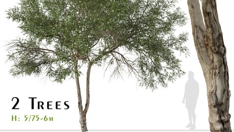 Set of Melaleuca ericifolia Tree (Swamp paperbark) (2 Trees) ( 3Ds MAX - Blender - Unreal Engine - Cinema4D - FBX - OBJ )