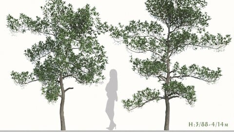 Set of Elaeocarpus Hainanensis Trees (Hainan Elaeocarpus) ( 3Ds MAX - Blender - Cinema4D - FBX - OBJ )