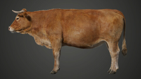 Cattle (Cow) | VFX Grace