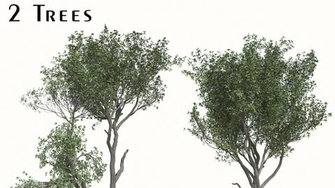 Set of Elaeocarpus Japonicus Trees ( Elaeocarpaceae ) (2 Trees) ( 3Ds MAX - Blender  - Cinema4D - FBX - OBJ )