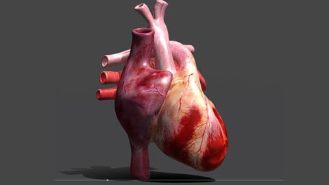 Heart Animation Human Body Anatomy