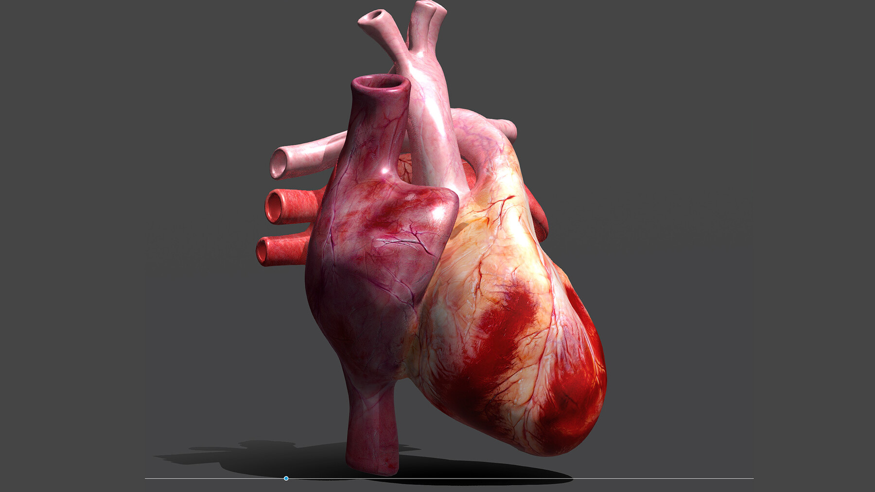 ArtStation - Heart Animation Human Body Anatomy | Game Assets