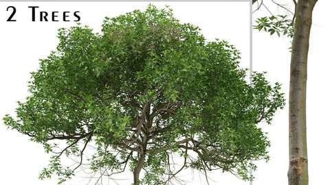 Set of Pittosporum undulatum Tree (Australian cheesewood) (2 Trees) ( 3Ds MAX - Blender - Unreal Engine - Cinema4D – SketchUp - FBX - OBJ )