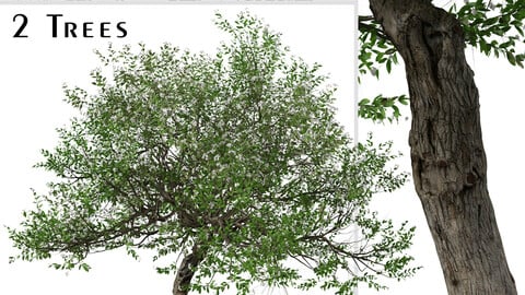Set of Evergreen pear Tree (Pyrus kawakamii) (2 Trees) ( 3Ds MAX - Blender - Unreal Engine - Cinema4D - FBX - OBJ )