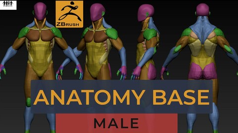 Male Anatomy base mesh