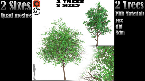 Catalina cherry (2 Trees and2 Sizes)