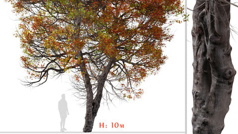 Trident Maple Tree ( Acer buergerianum ) ( 3Ds MAX - Blender - Unreal Engine - Cinema4D - FBX - OBJ )
