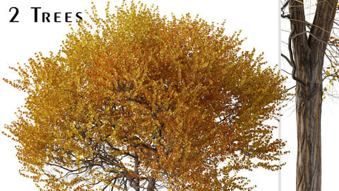 Set of Ginkgo biloba Tree (Maidenhair tree) (2 Trees) ( 3Ds MAX - Blender - Unreal Engine - Cinema4D - FBX - OBJ )