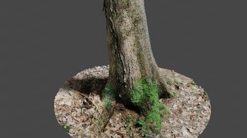 Tree 4  - Photoscan