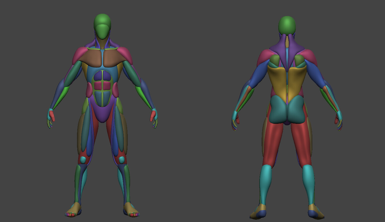 Artstation - Realistic Anatomy Basemesh 