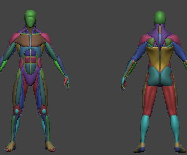 ArtStation - Realistic Anatomy Basemesh | Resources