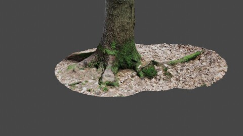 Tree 6 - Photoscan