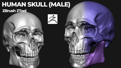 Human Male Skull - ZBrush Tool
