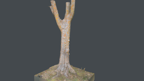 Tree_0009(Photogrametry.Photoscan.obj,Photo)