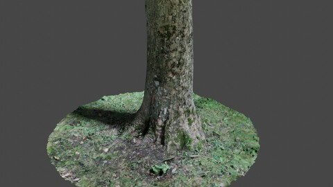 Tree 7 - Photoscan