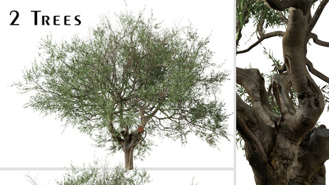 Set of Olive Tree ( Olea europaea ) ( 2 Trees ) ( 3Ds MAX - Blender - Unreal Engine - Cinema4D - FBX - OBJ )