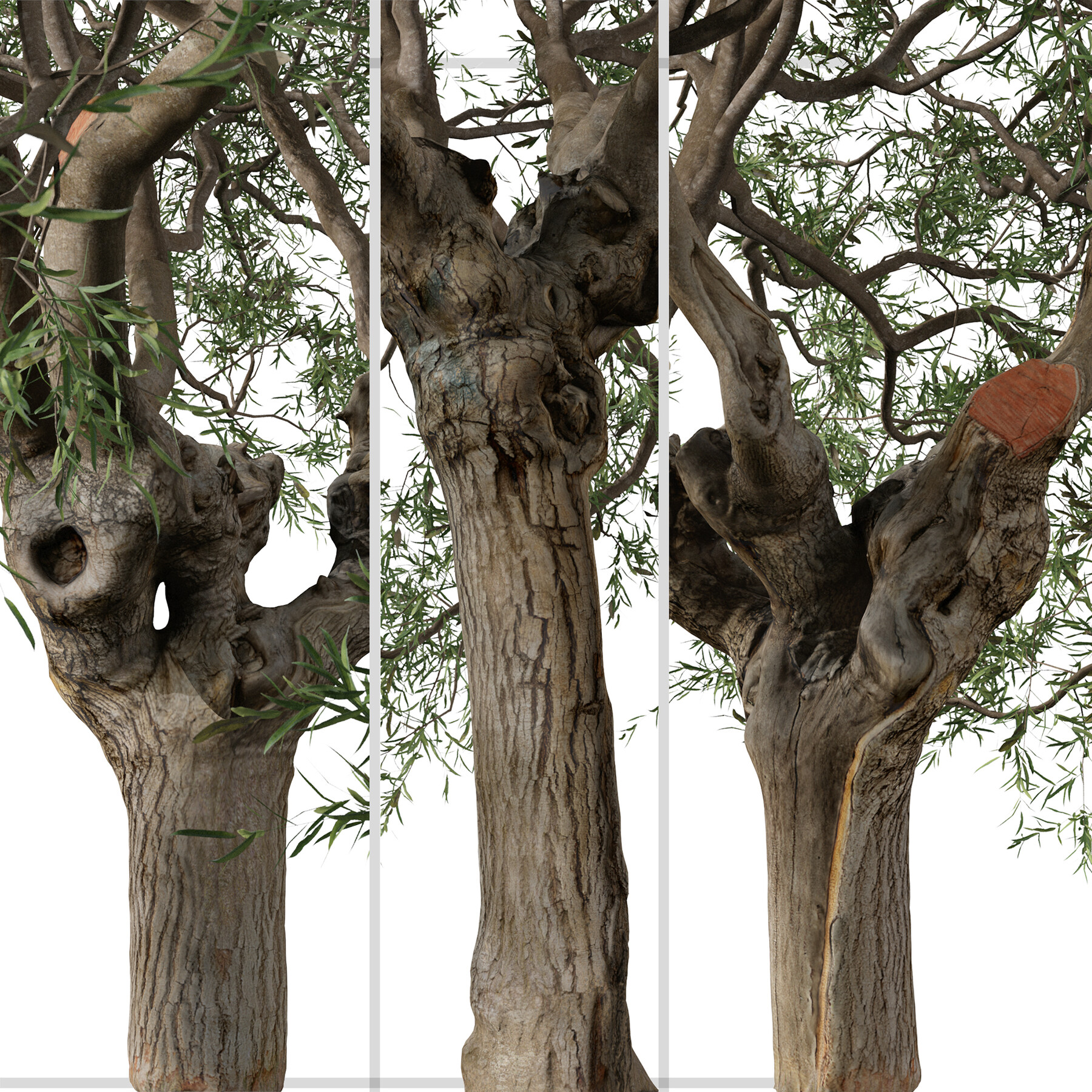ArtStation Set of Olive Tree ( Olea europaea ) ( 2 Trees ) ( 3Ds MAX