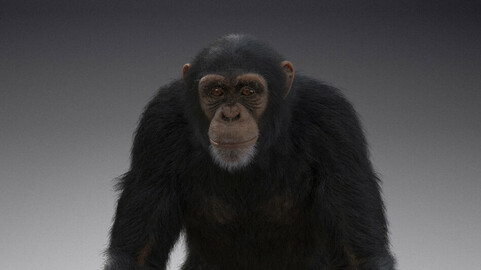 Chimpanzee Animated | VFX Grace