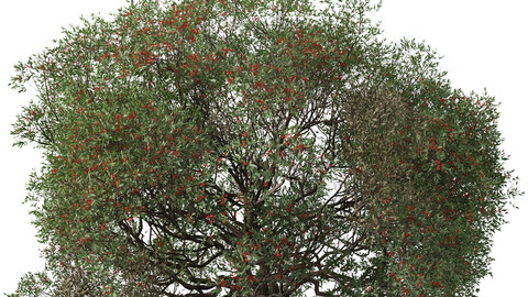 Corymbia ficifolia Tree ( Red flowering gum ) ( 3Ds MAX - Blender - Unreal Engine - Cinema4D - FBX - OBJ )