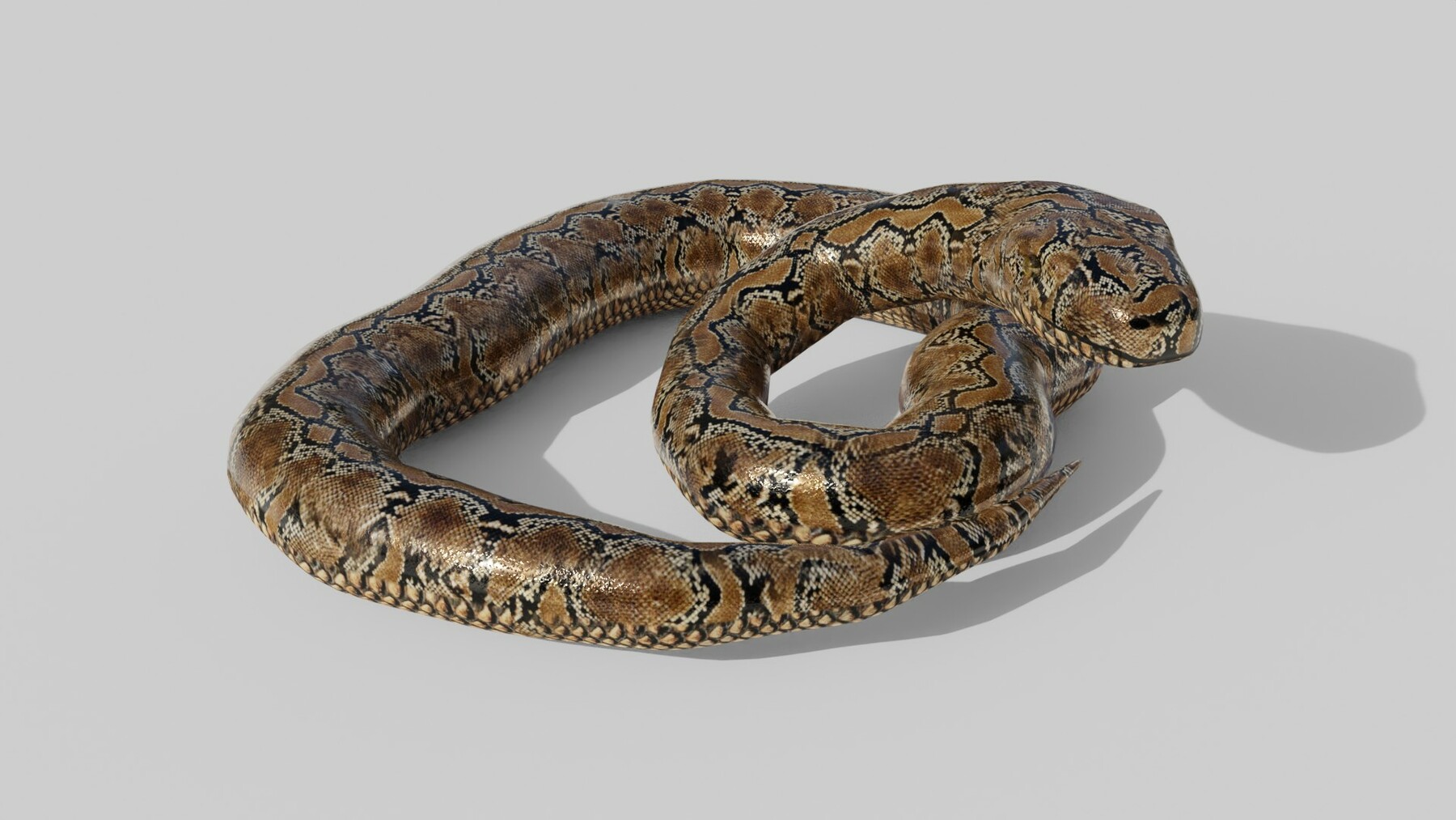 ArtStation - Python Snake - Low Poly - Game Ready - PBR | Game Assets