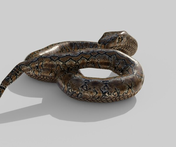 Artstation - Python Snake - Low Poly - Game Ready - Pbr 