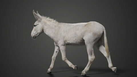 Israel white donkey Animated | VFX Grace