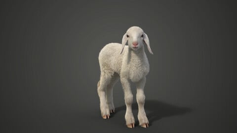 Baby Assaf Sheep Animated | VFX Grace