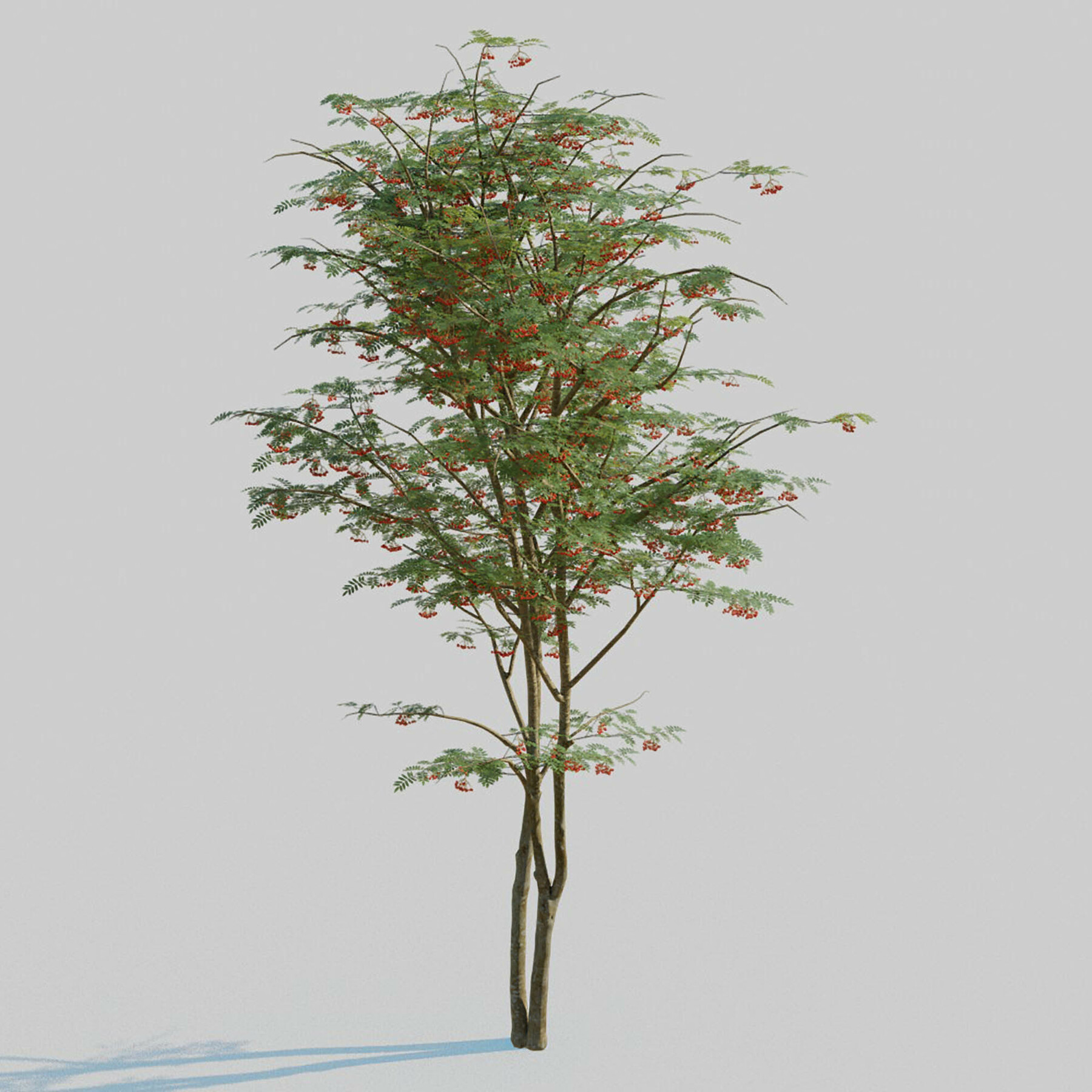 ArtStation Mountain Ash Tree Resources   File 