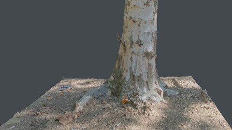 Tree_0012Photogrametry.Photoscan.obj,Photo)