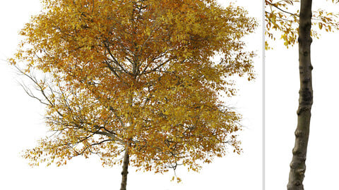 Set of Fraxinus albicans Tree ( Texas ash ) ( 2 Trees ) ( 3Ds MAX - Blender - Unreal Engine - Cinema4D - FBX - OBJ )
