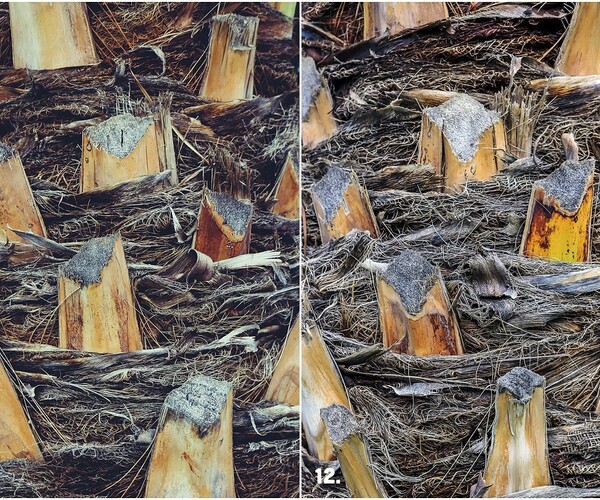ArtStation - 29 Palm Bark Textures & Backgrounds | Resources